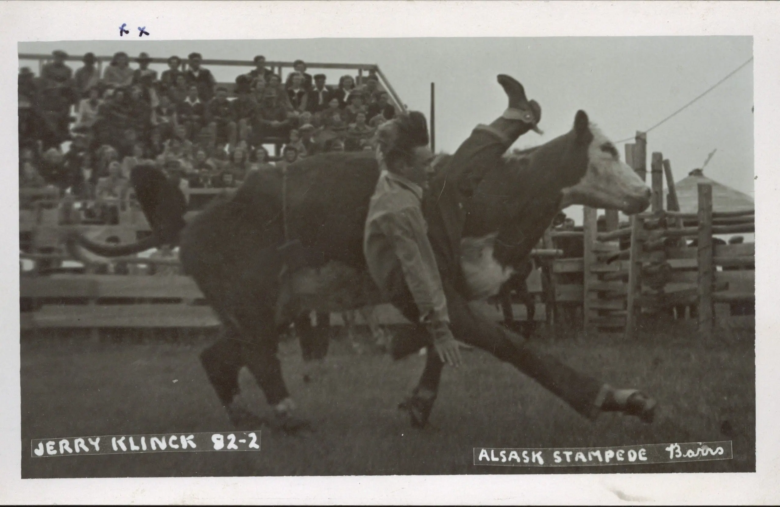 Cowboy thrown from a steer at the Alsask Stampede