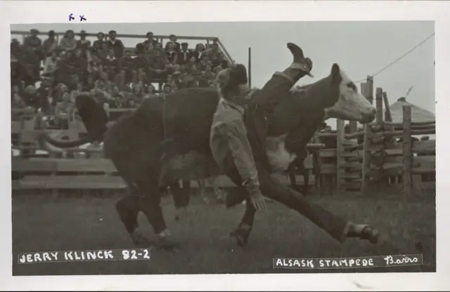 Cowboy thrown from a steer at the Alsask Stampede